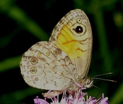 Lasiommata maera